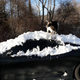 Illustration for article titled Goats Atop Ferraris, Part Deux: Snowpocalypse Edition